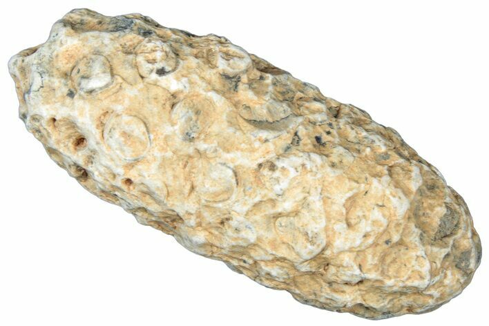 Fossil Cycadophyte Seed Cone - Boujdour, Morocco #325277